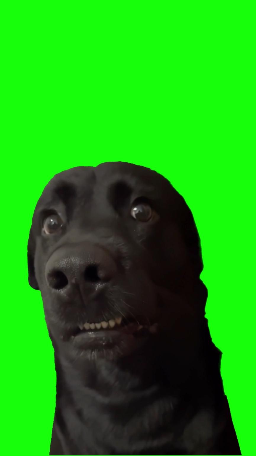 Perro Asustado