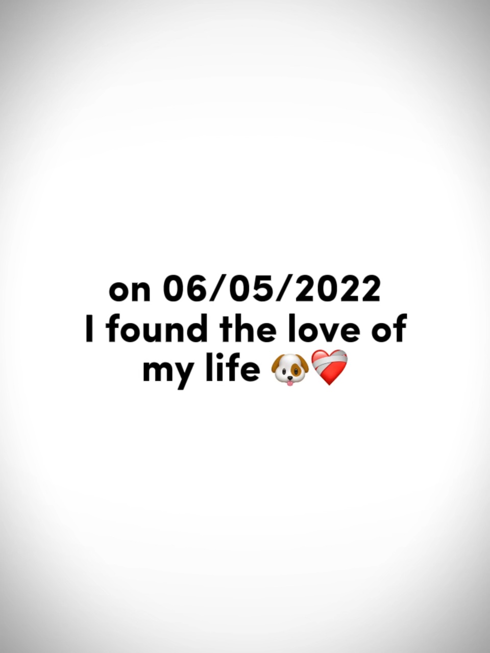 당신의 애완동물 ❤️‍🩹