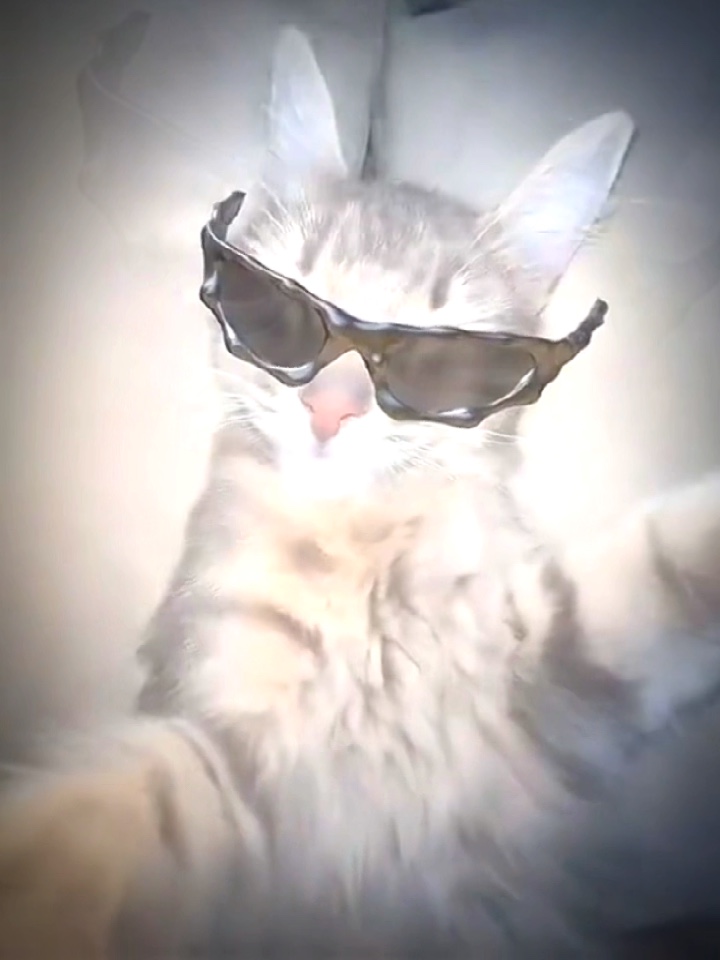 Gato Rizz 👌🏼