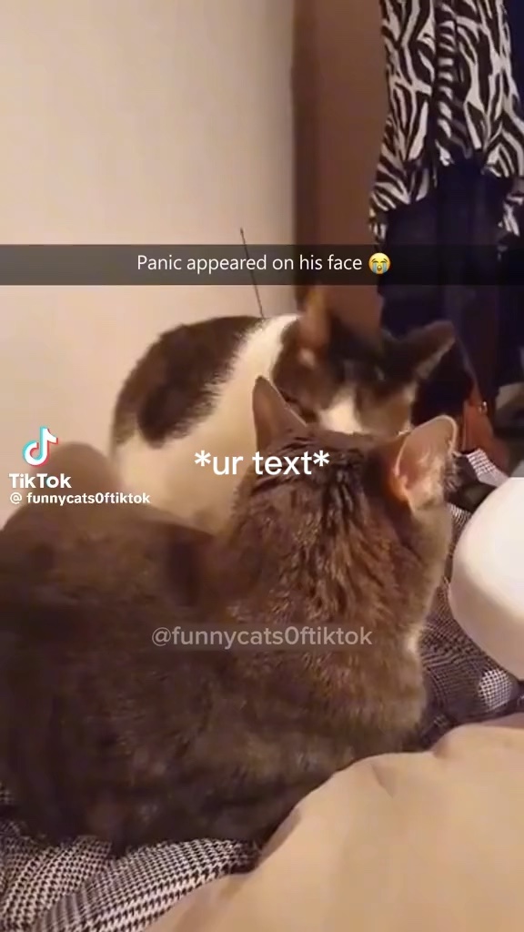Gatos engraçados