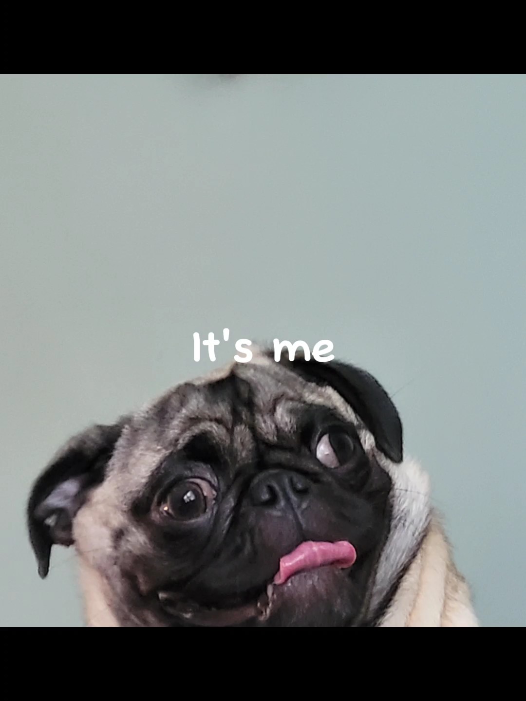 Köpek düzenleme