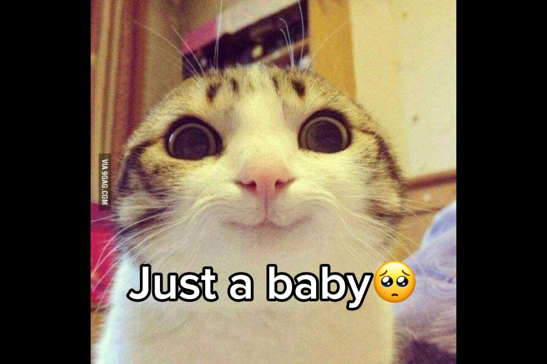 아기 고양이🥺
