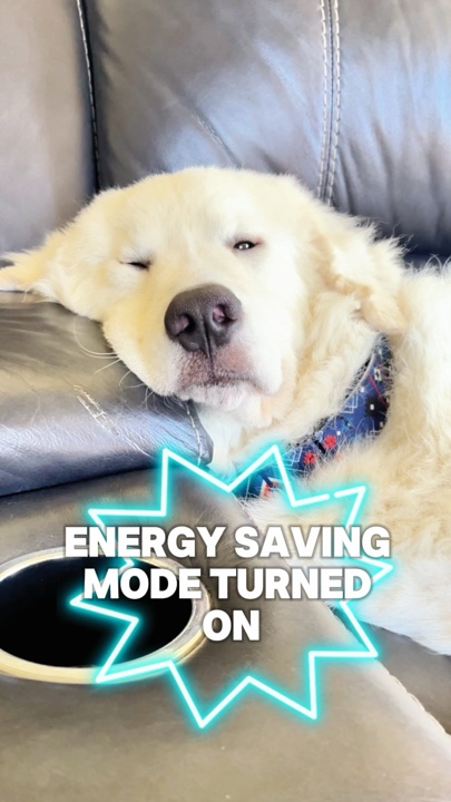 Sleeping Dog