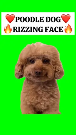 HAPPY POODLE DOG