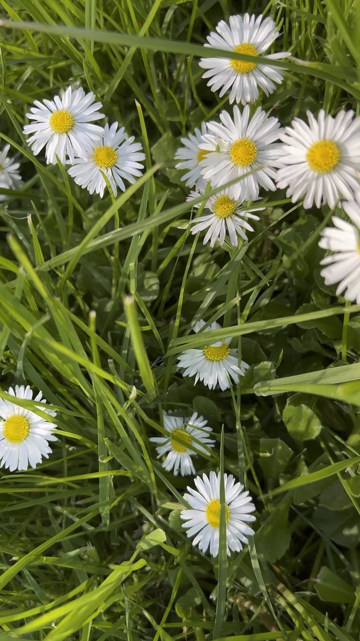 Flores