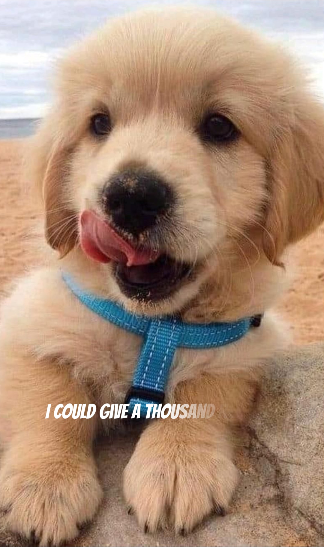 Lindo perrito😊🥹