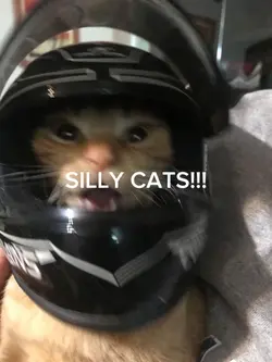 SILLY CATS!!!