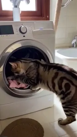Funny Ai cat video