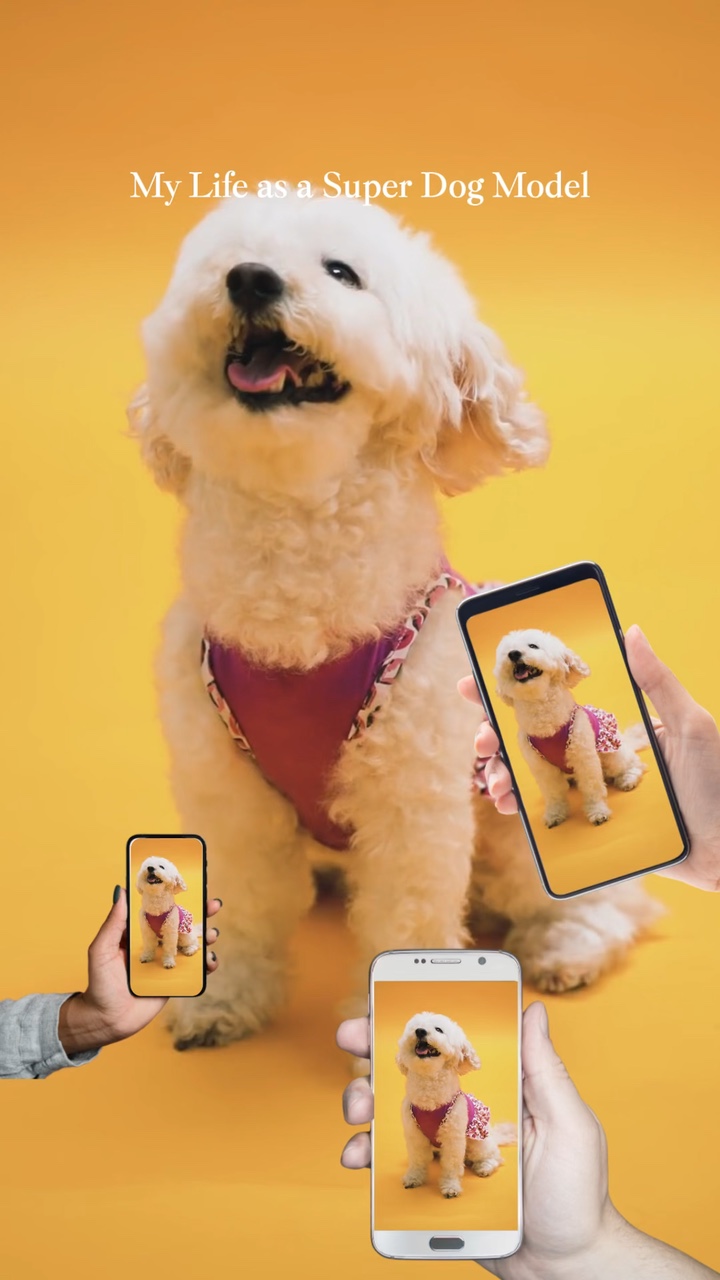Magazin-Cover🐶