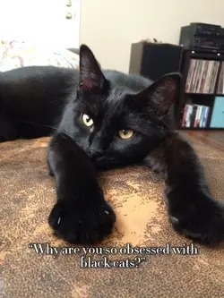 Black cats