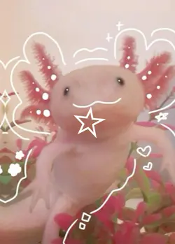 axolotl core