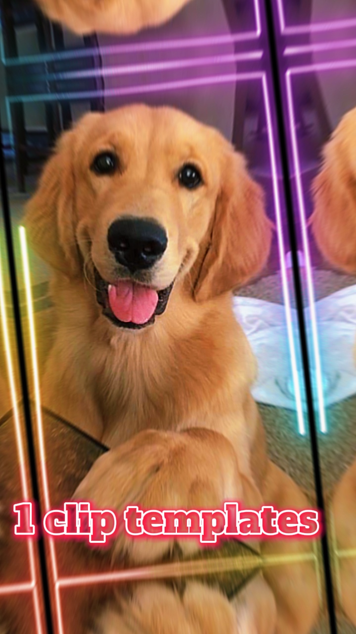 Dog love