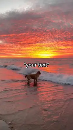 Dog beach
