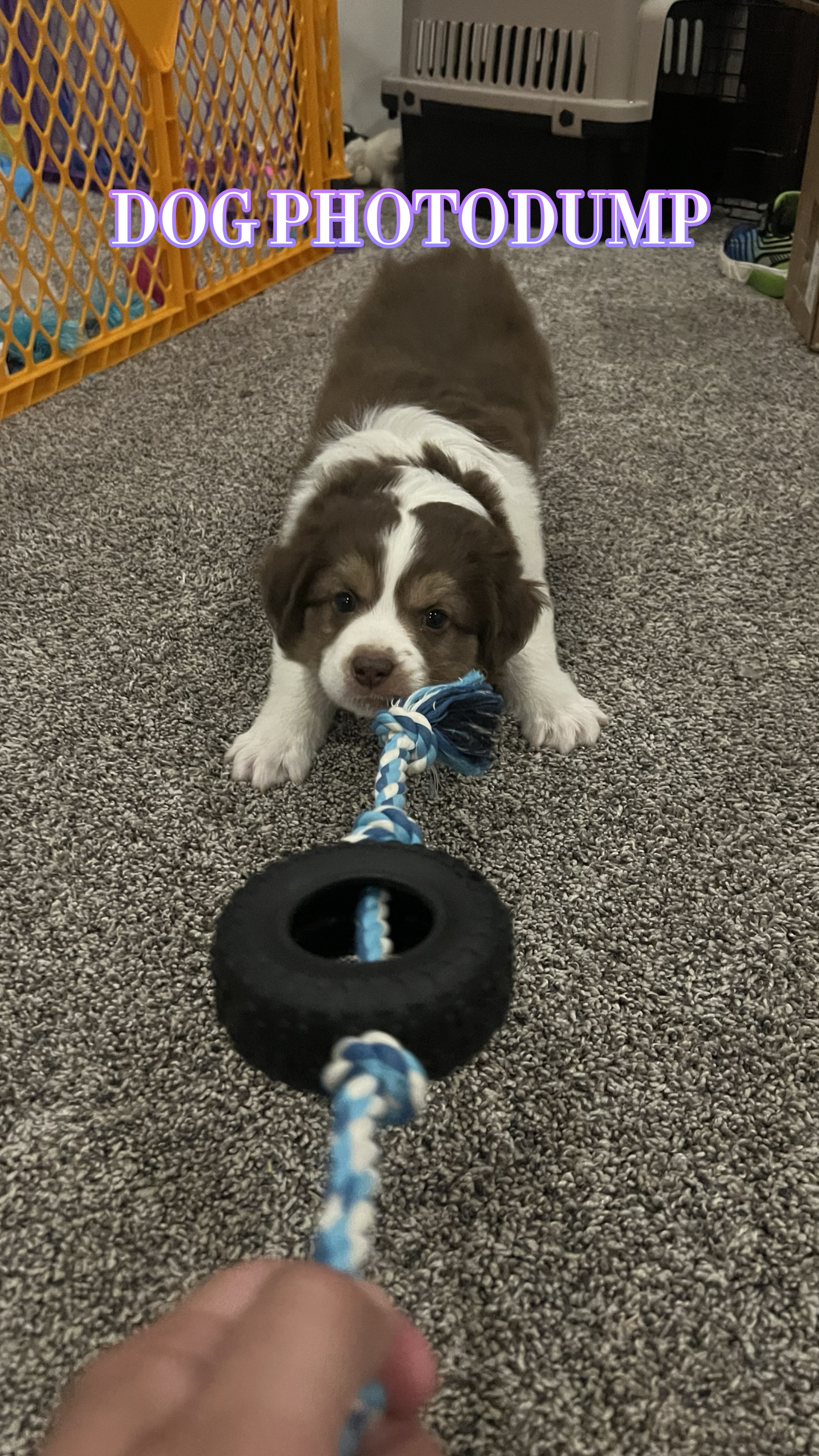 Dog Photodump