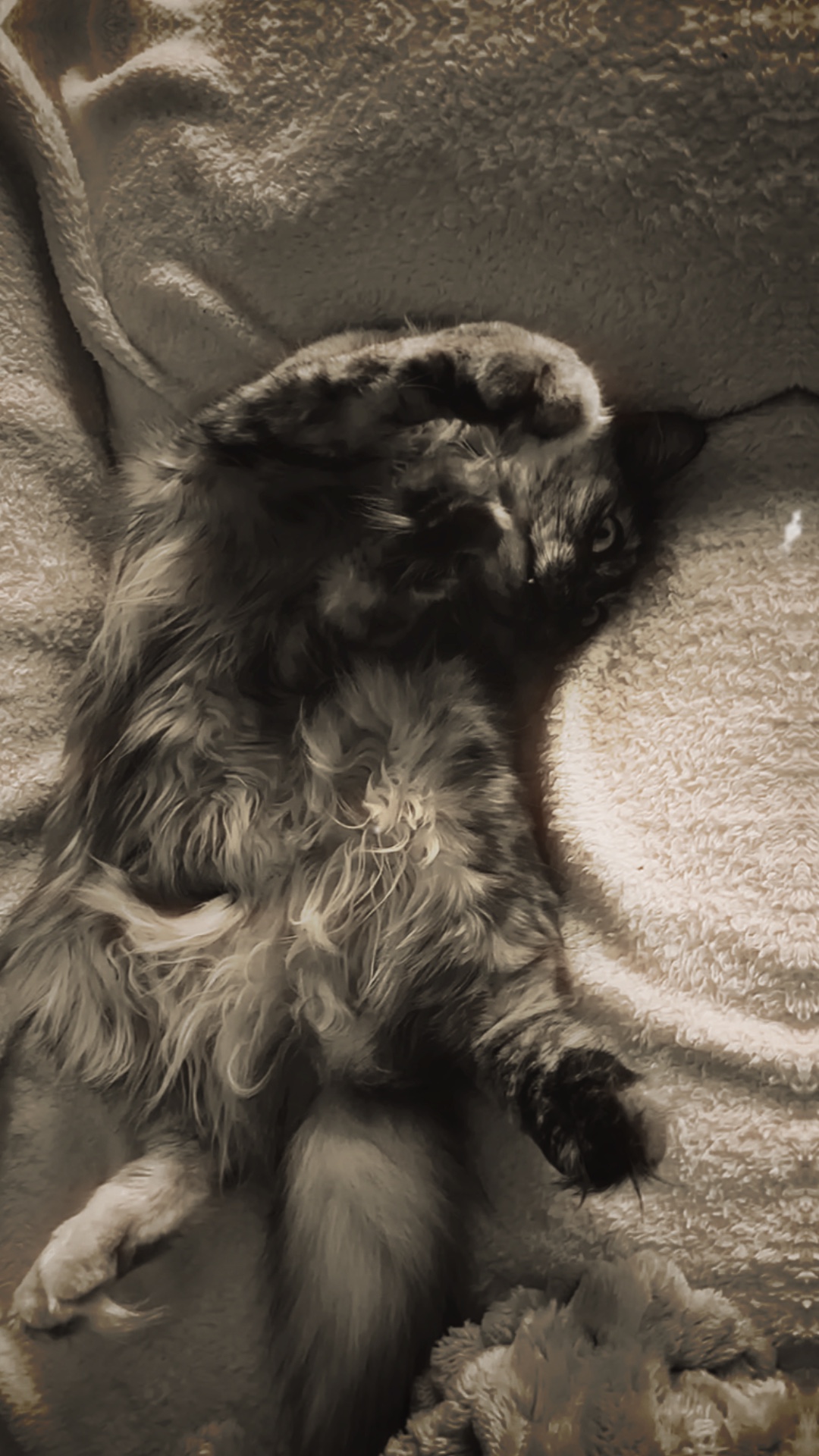 Velocity Cat