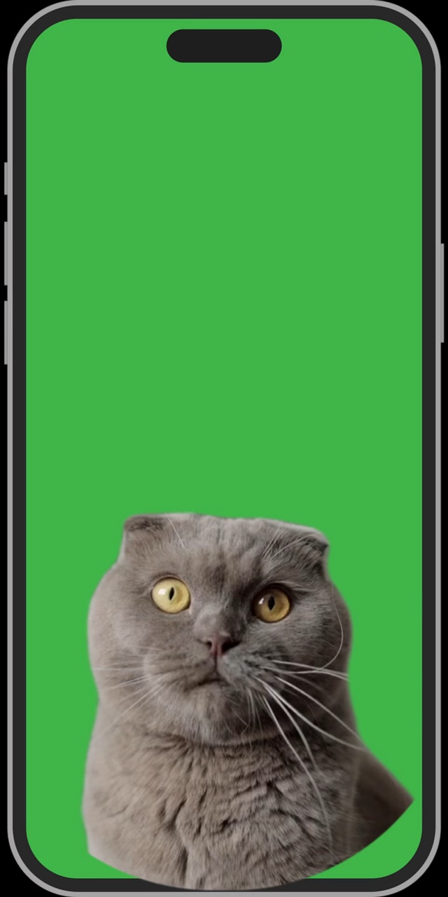 kedi ile