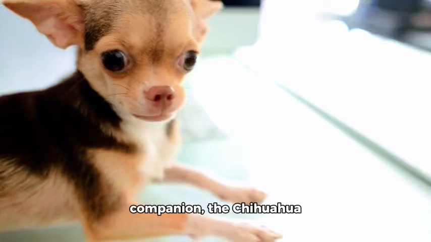 Modèle de chien 