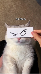 NO FACE NO FACE