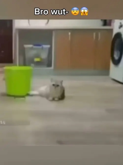 Cats are crazy 😨