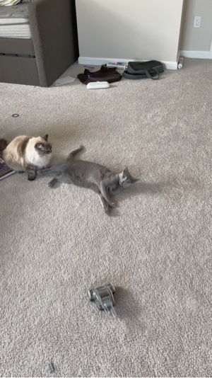 Shake template 
