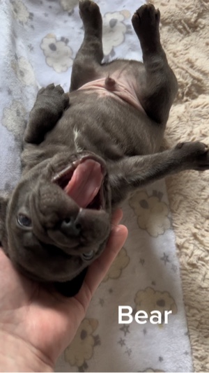 köpek yavrusu