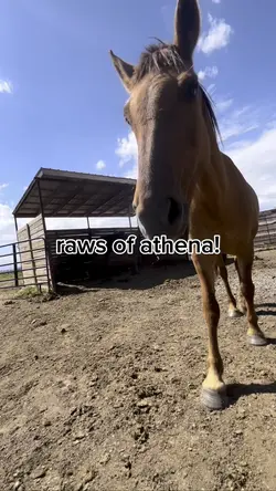 raws of athena!