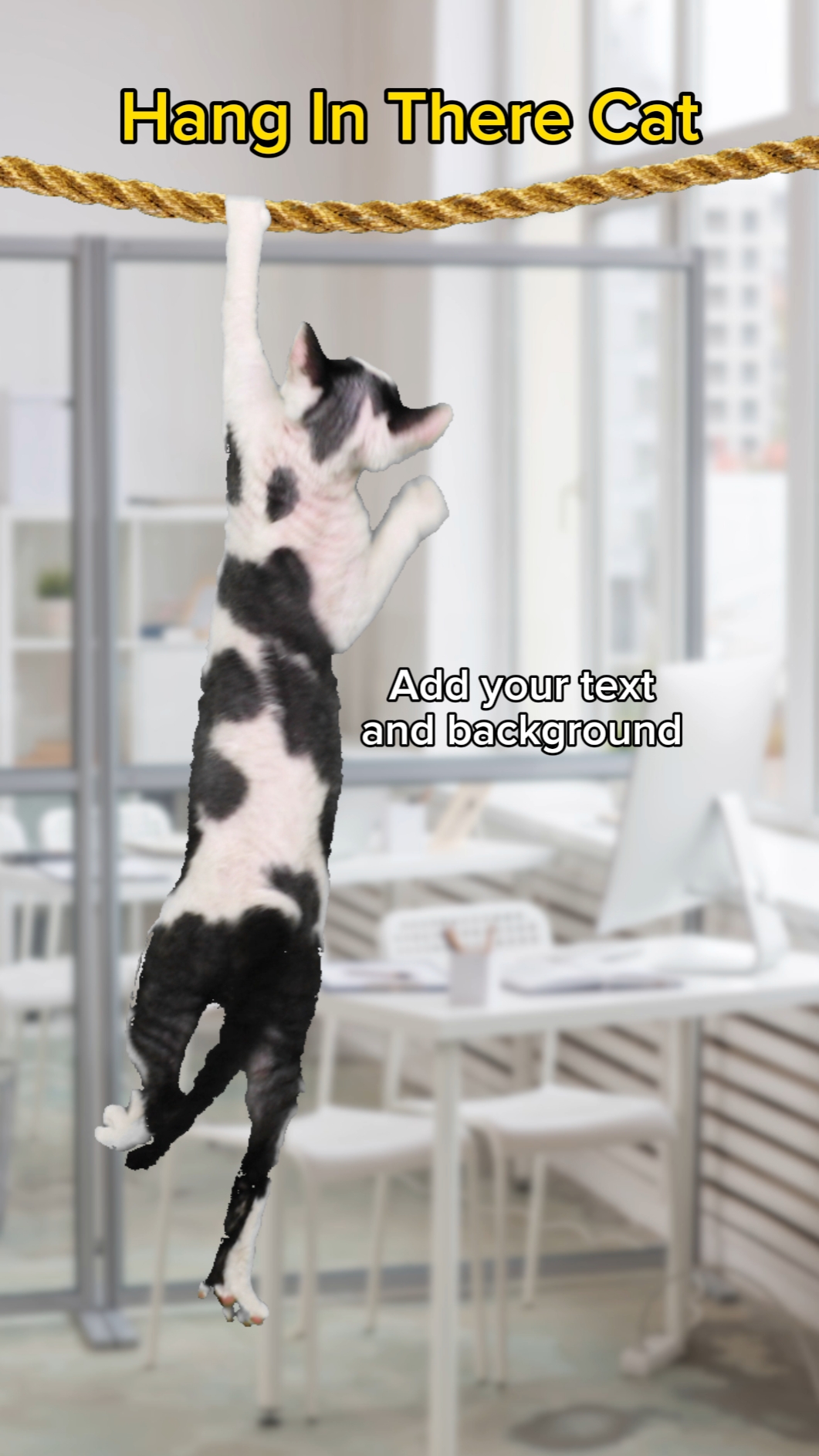 Durchhalten Katze 