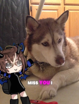 Realmente extraño a mi perro