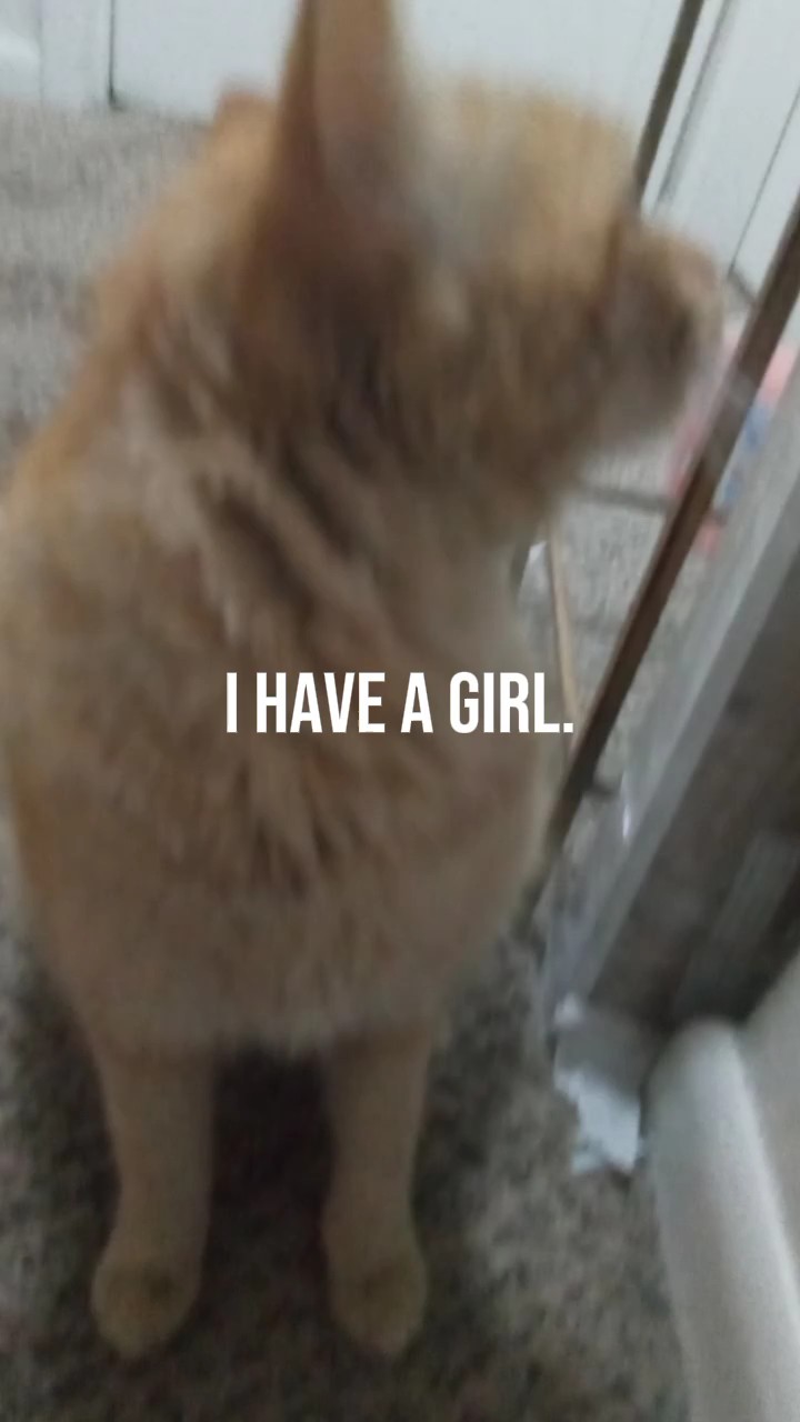 My cat!