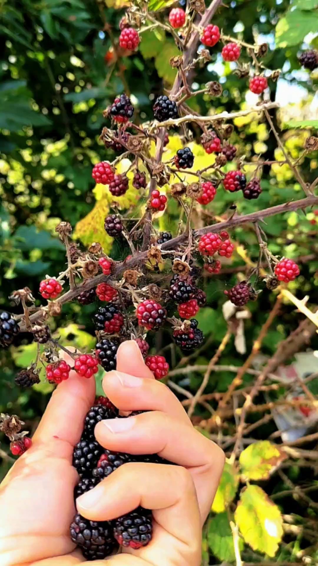 blackberry liar