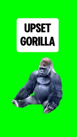 UPSET GORILLA