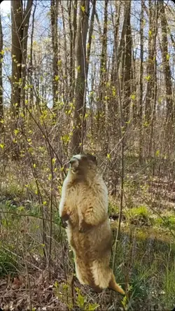 groundhog