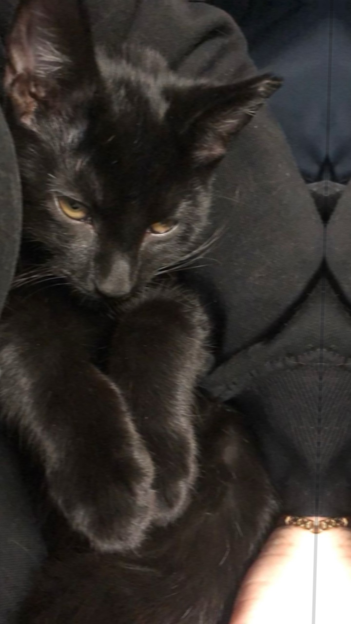 Black cat🐈‍⬛