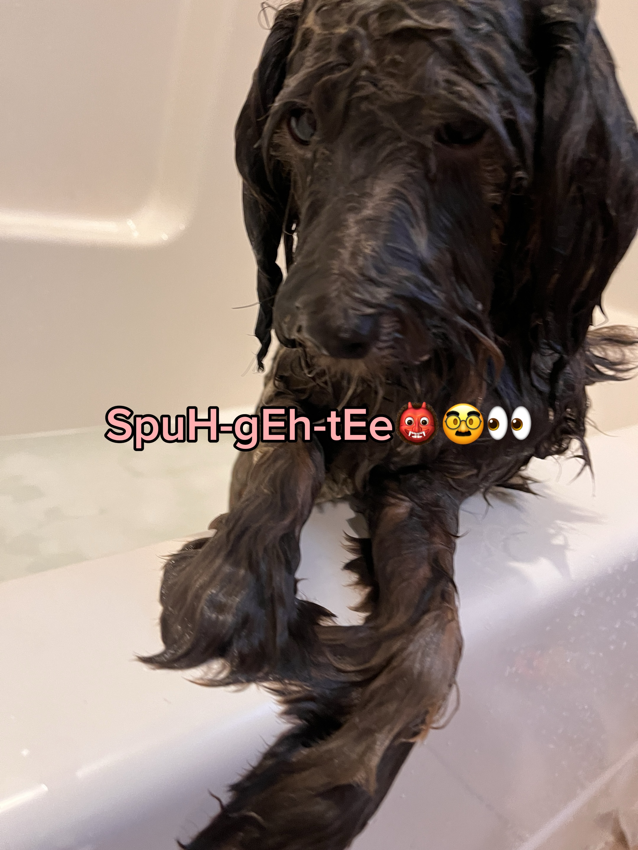Spaghetti
