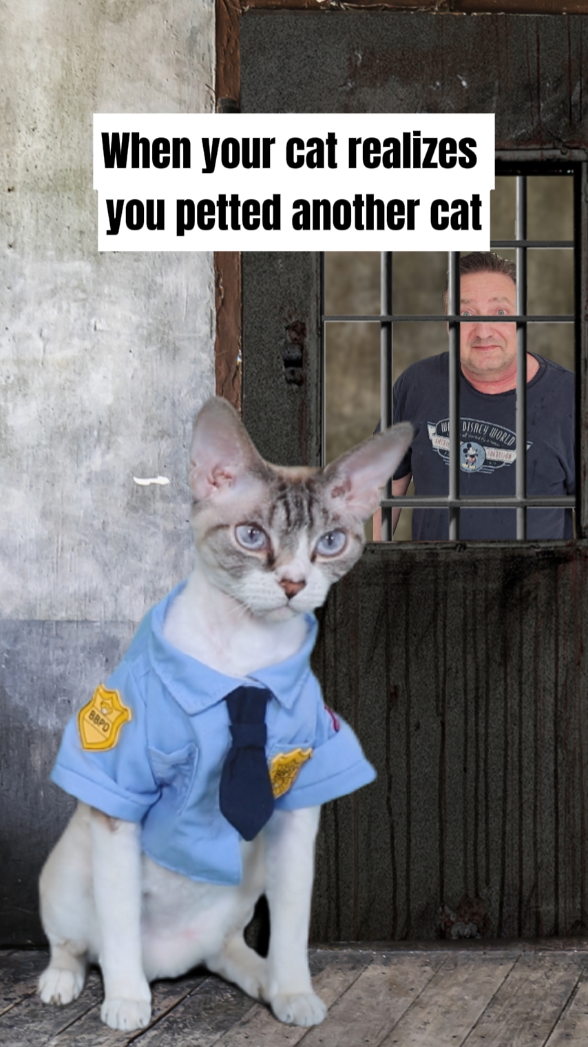 감옥 고양이