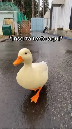 Pato corriendo