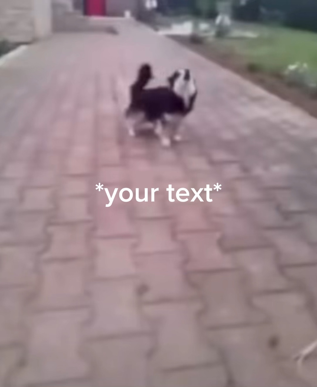 Seu meme de texto