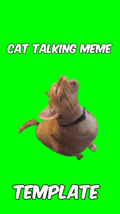 Gato hablando meme 