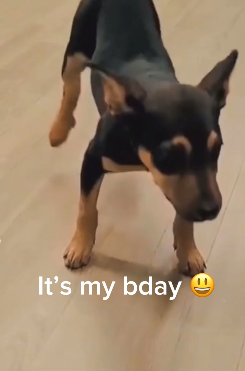 Meme de perro chico feliz