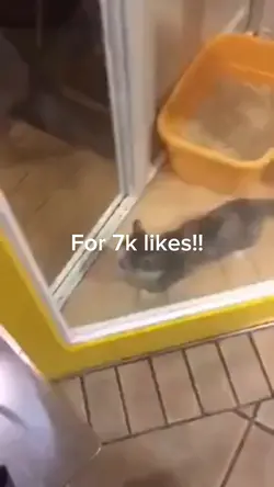 Happy cat