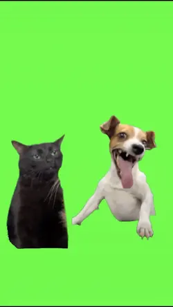 Dog and Cat Meme
