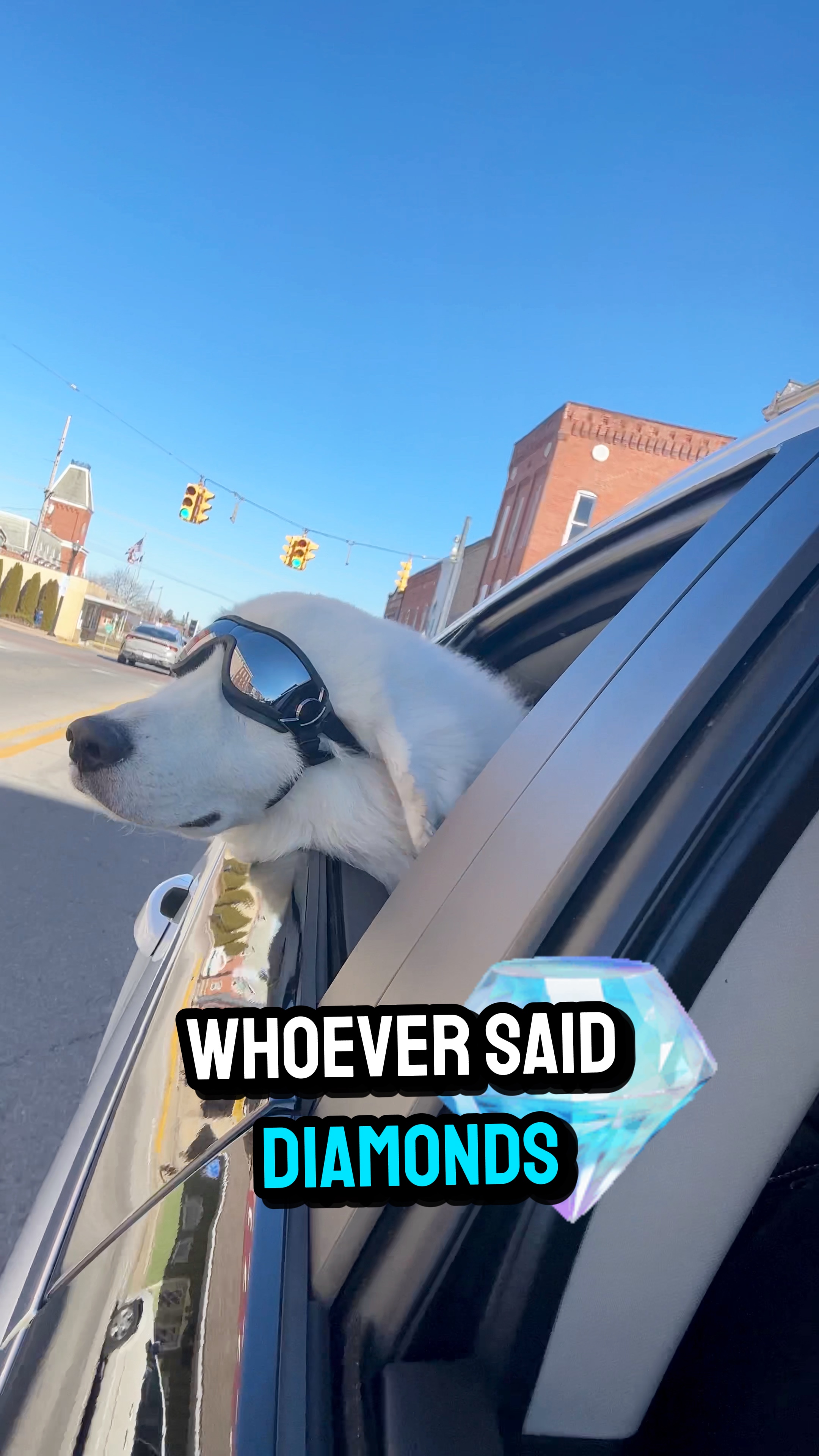 Vidéo de chien 