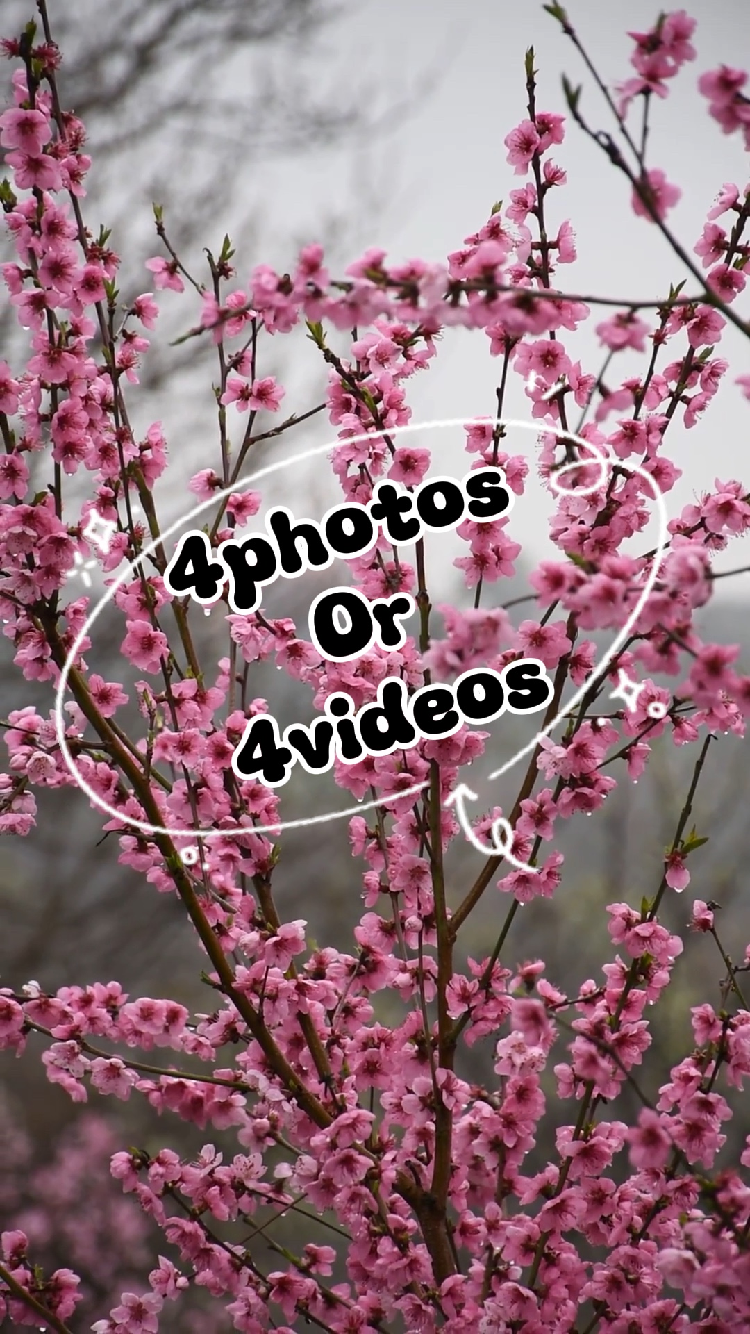 4photos / 4vidéos