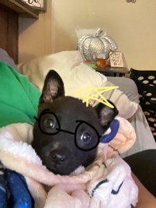Meu cachorro🧚‍♀️✨💐💕