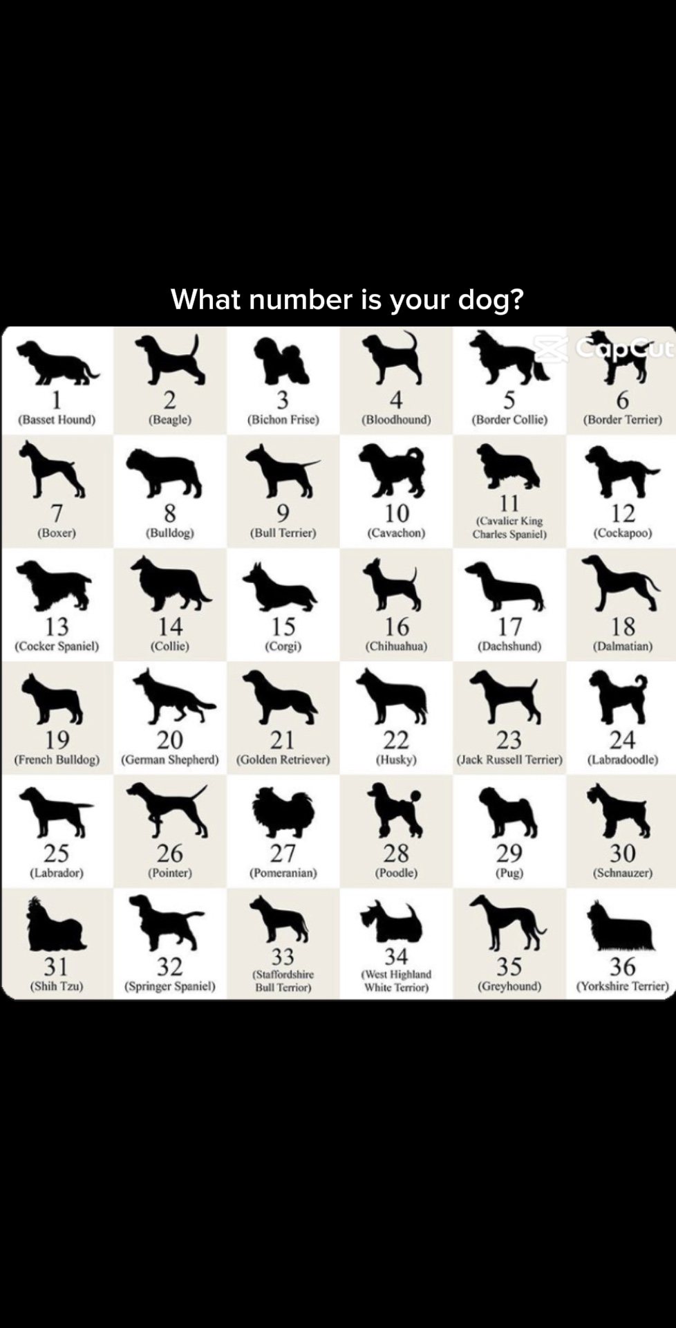 Number is ur dog?