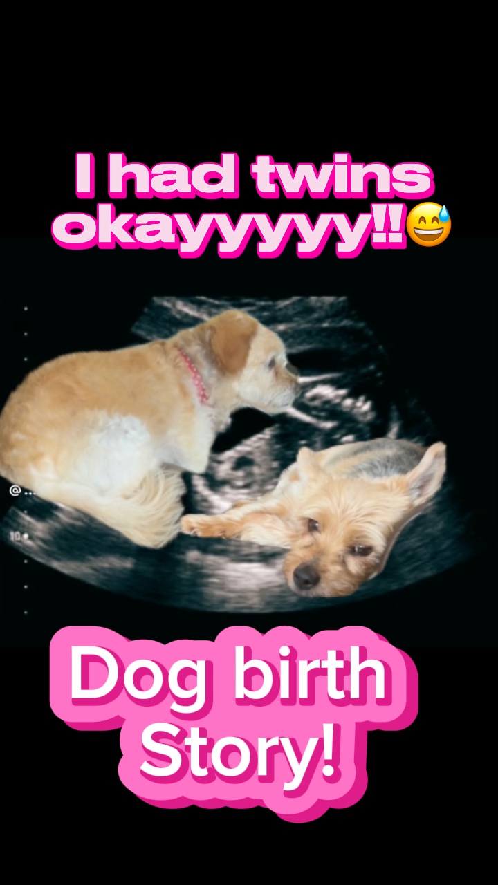Perros gemelos 