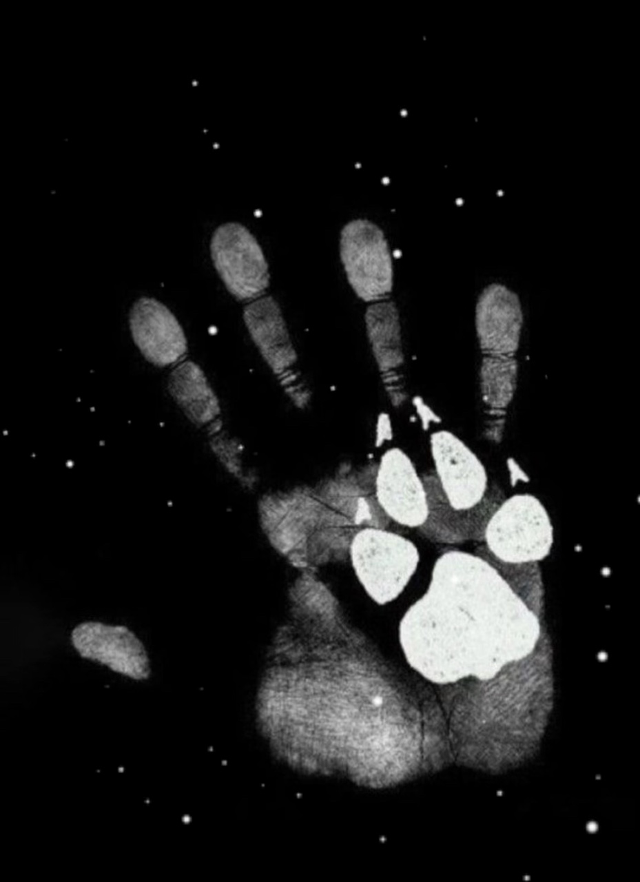 J'ai perdu ma patte 🐾 