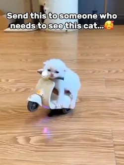 Kitty Cat