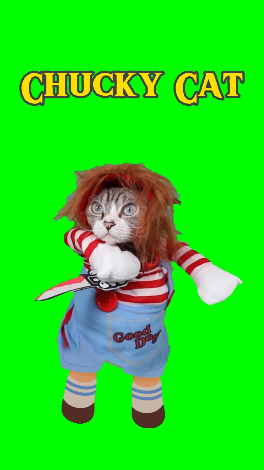 Chucky Cat