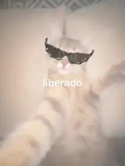 gato de óculos